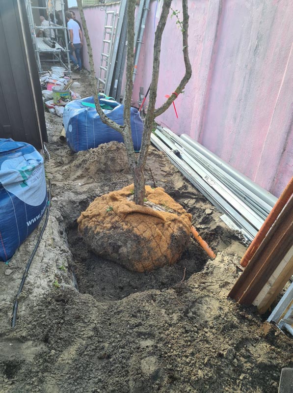 bomen aanplanten
